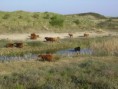 /album/fotogalerij/heemskerkerduingebied-jpg/